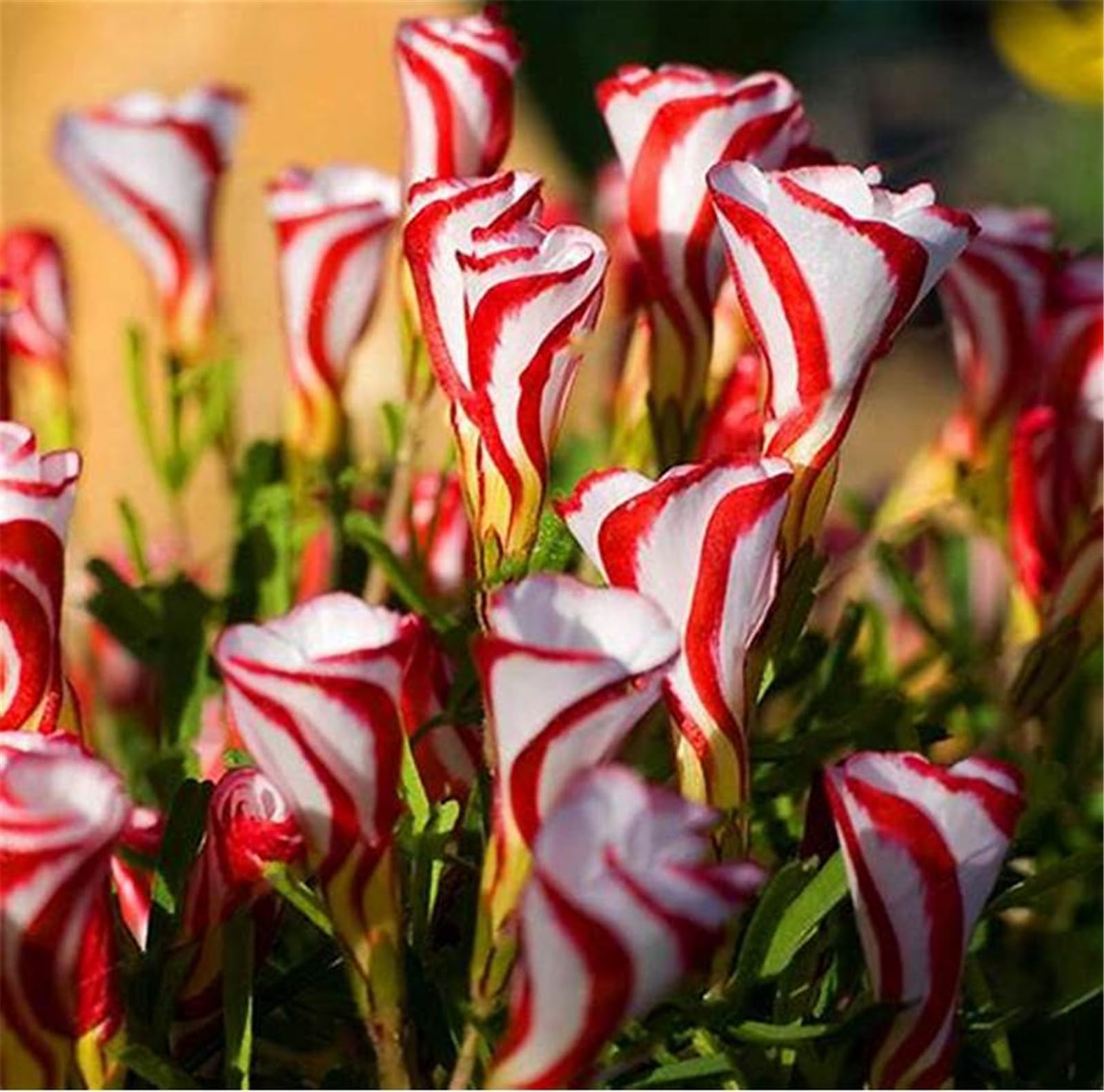 Oxalis Bulbs, Hardy Perennial, Great Display Bulbs, Beautiful Perennial Garden Plant, Summer flowering-15 Bulbs-G
