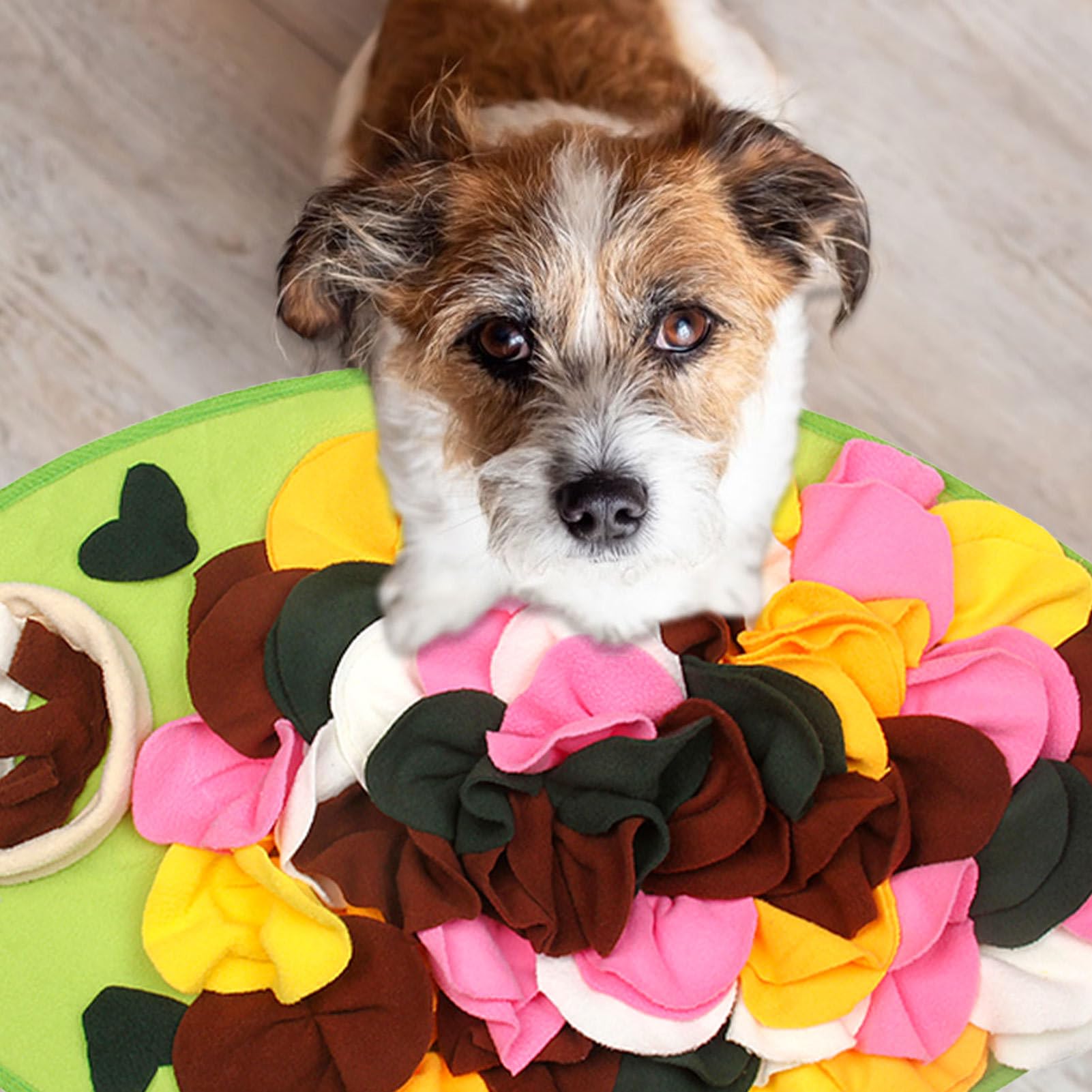 De 10 beste snuffelmatten voor honden voor je huisdier | Vind het hier