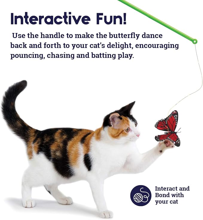 cat chasing butterfly