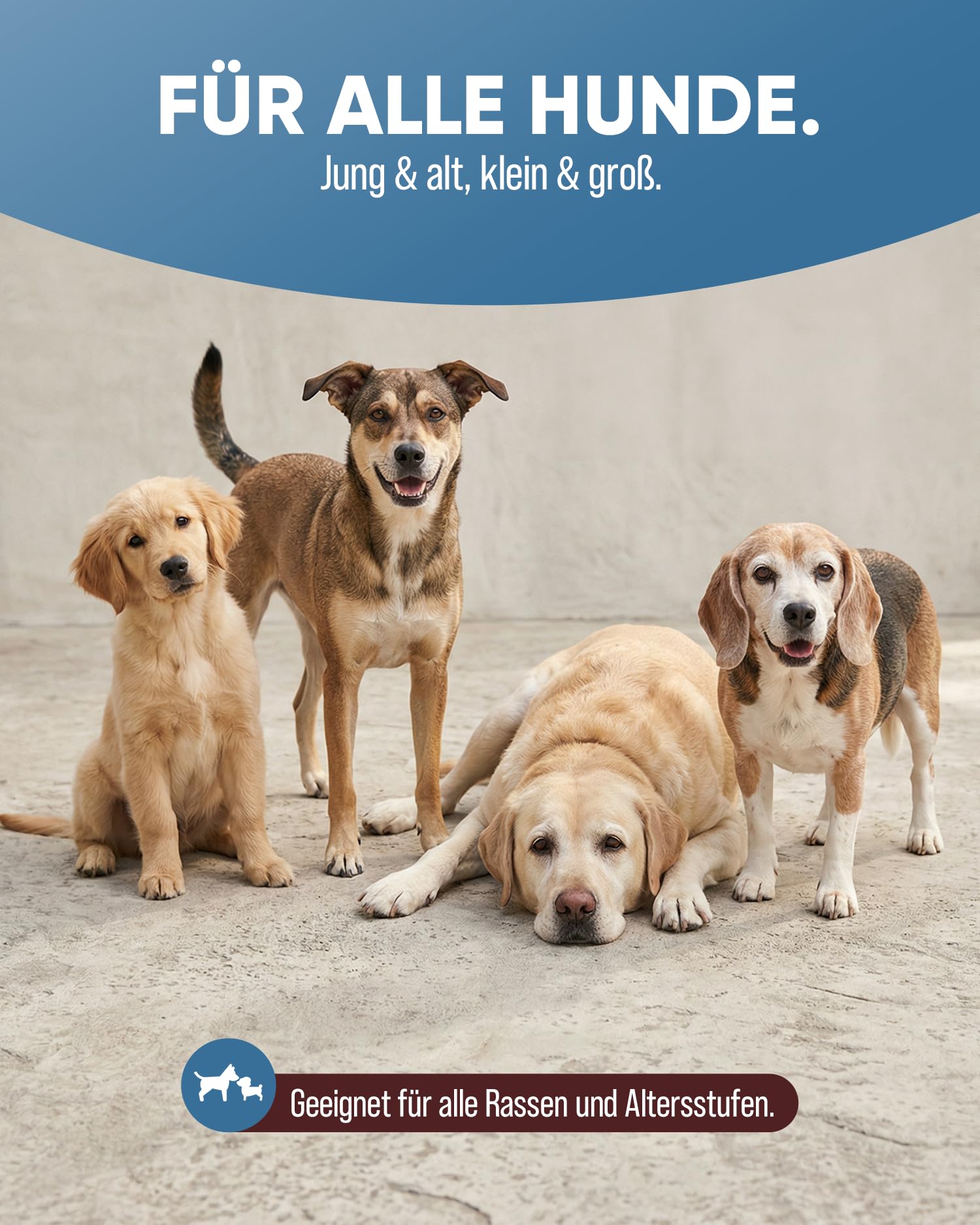 Tierkraft Beruhigungstabletten für Hunde, 100 Stück, Made in Germany | Silvester, Gewitter, Autofahrt & Tierarzt · mit Baldrian, Johanniskraut, Hefe, natürliche Kräuter hohe Akzeptanz