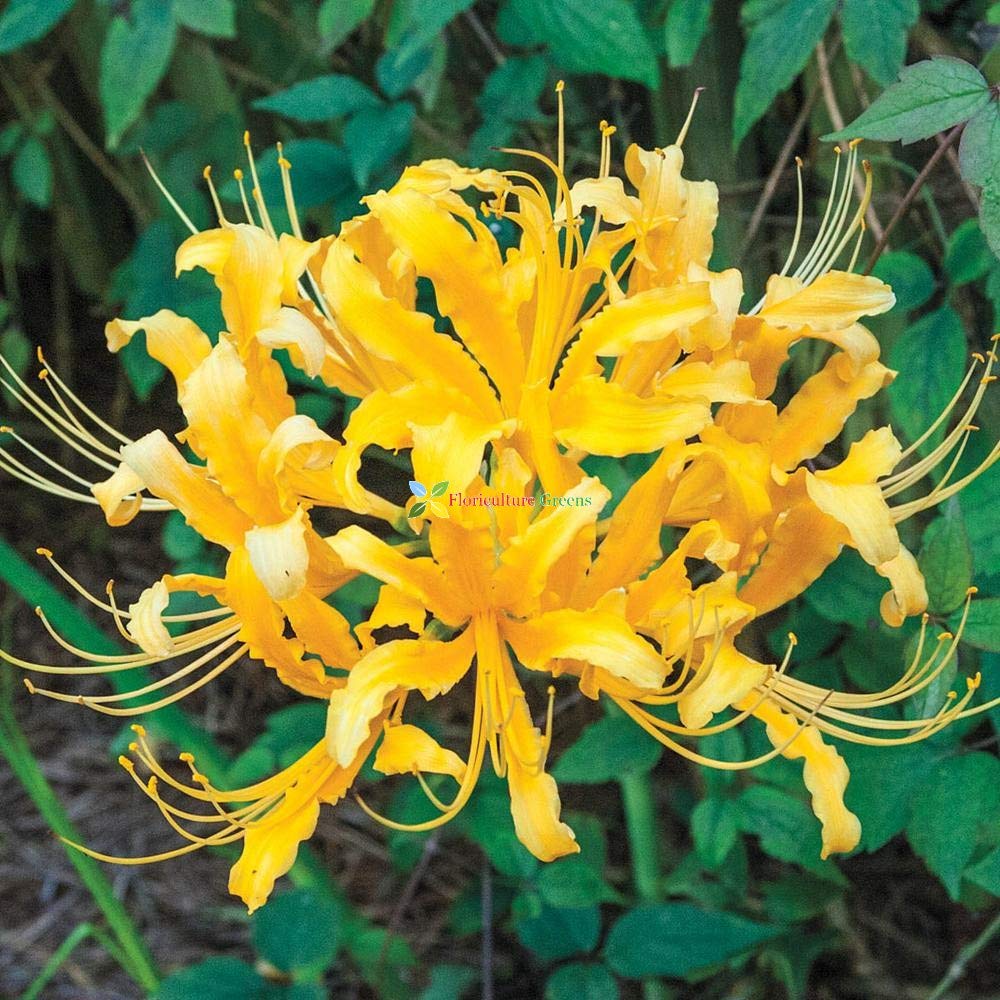 Lycoris Lily Bulbs - Red Spider (Pack of 4) -6 Lycoris Lily Bulbs - Red Spider (Pack of 4) -6
