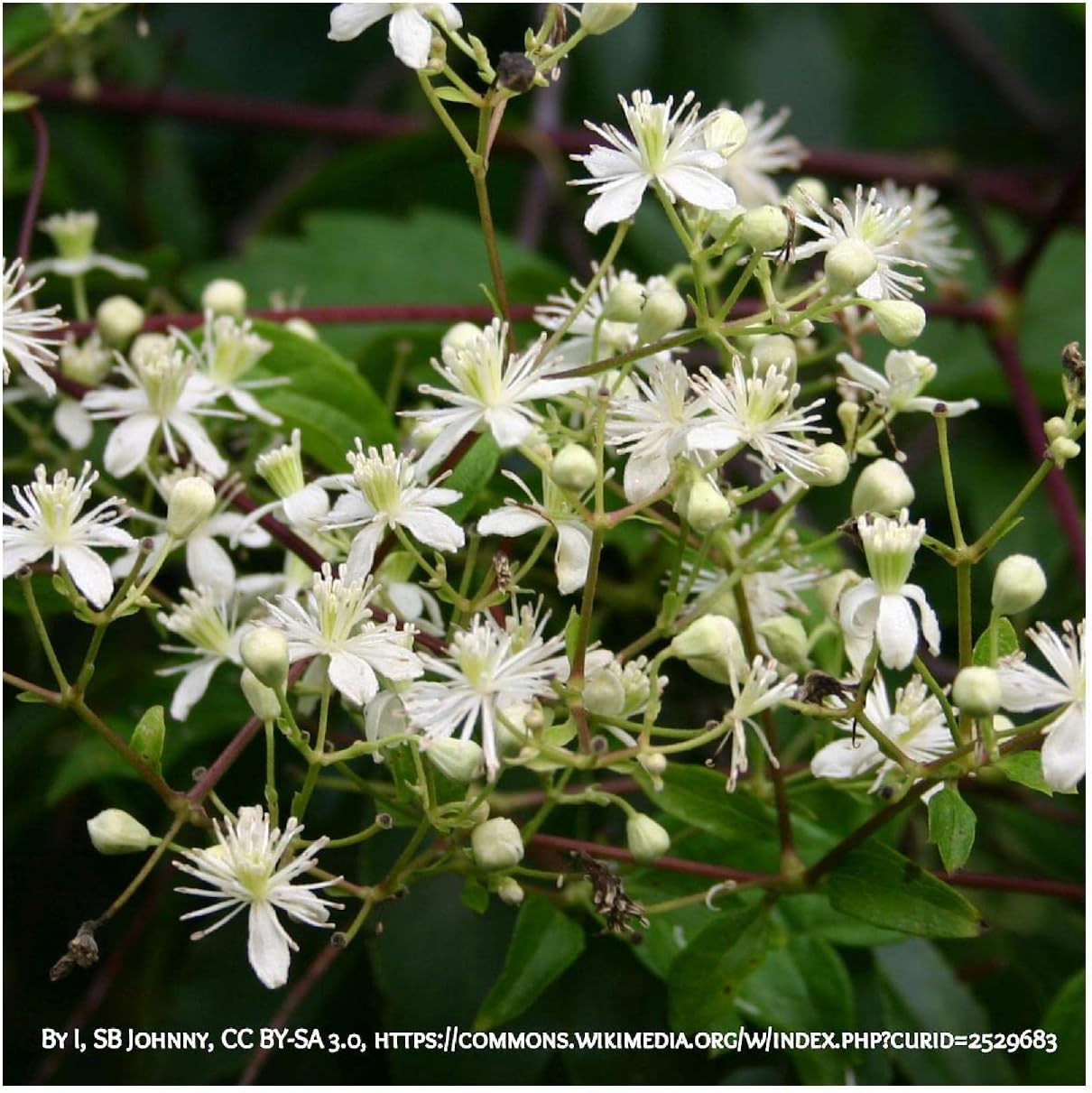 Everwilde Farms - 1 Oz Virgin's Bower Native Wildflower Seeds - Gold Vault