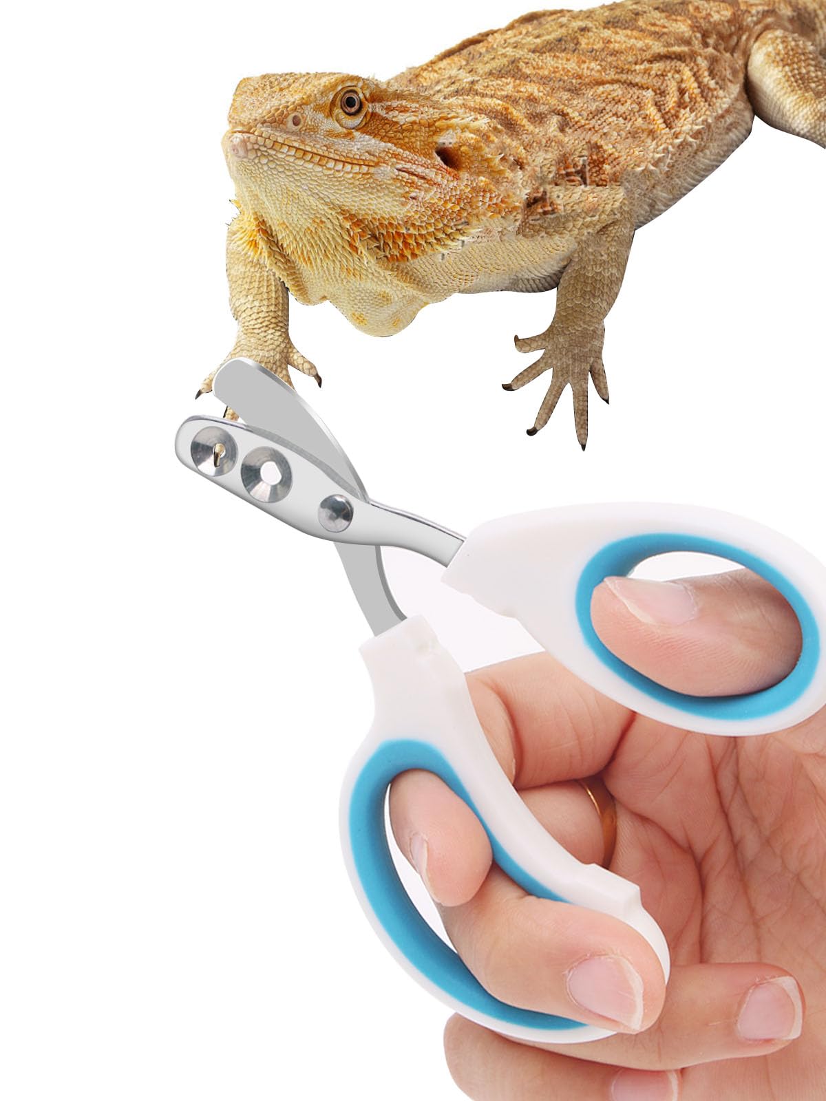 Engorgio Stainless Steel Bearded Dragon Nail Clippers,Lizard Nail Clippers,Bearded Dragon Supplies,Bearded Dragon Nail Scissors for Small Reptiles,Turtle,Chameleon,Iguana，Hedgehog（Blue） - grooming pet | Mubboo