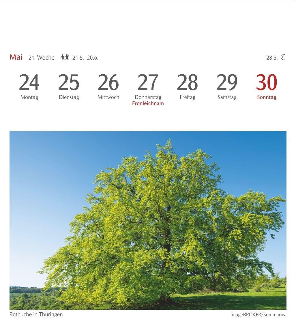 Bäume Postkartenkalender 2027 - Wochenkalender mit 53 Postkarten: Fotokalender mit 53 Postkarten zum Sammeln und Verschicken. Dekorative ... Fotografen. Wochen-Tischkalender 2027