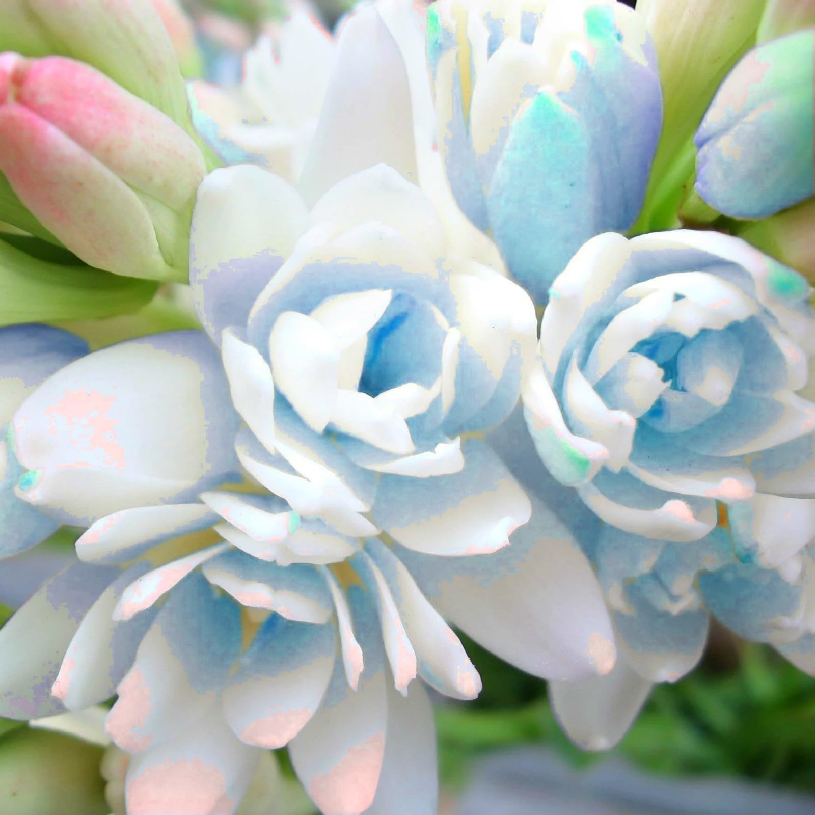 Radiant Tuberose Bulbs – Jumbo Fragrant Blooms for Holiday Displays – Easy-Grow Indoor Flowers, Perfect Decor-10 Bulbs-E