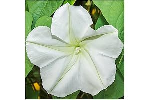 Seed Needs 150+ White Moonflower Flower Seeds - Vining White Flowers That...