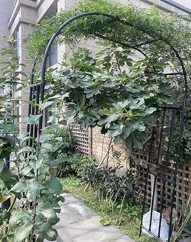 Steel Garden Arbor, Metal Durable Arches Trellis, Heavy Duty Garden Arch for Climbing Vines, Flowers, Outdoor Pergola Archway, with Sharp Ends, Rustproof Black ( Size : 10' 5'' Wide x 7' 10''High )