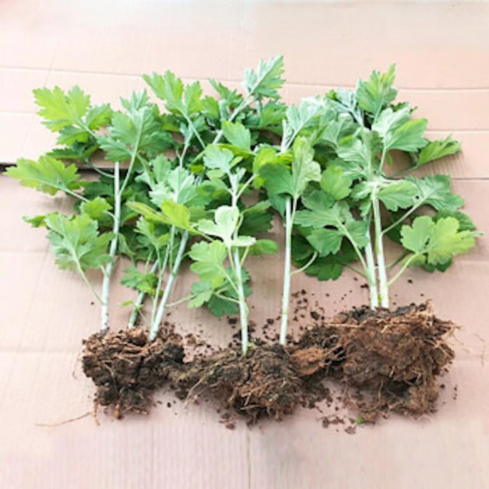 Amazon.co.jp: 天然ヨモギ苗 フーチバー 沖縄のヨモギ 6苗セット