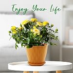 YNNICO 6 les pots végétaux de pouce, 5 Pack Pots de fleurs à l'extérieur intérieur, Planter avec trous de drainage et Sauces de bac(Multicolor)