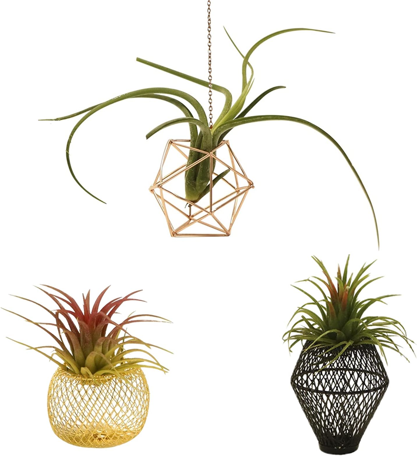 Hotoco air Plant Stand Holder air Plant Base Container