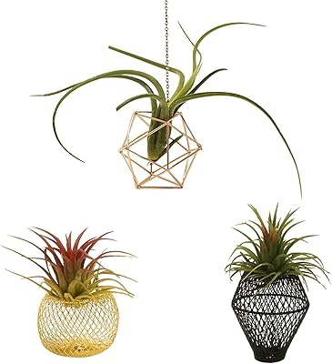 Newwe Pack of 3 Air Plant Holder Metal Airplant Pot Geometric Tabletop Decor Air Plants Planter Tillandsia Display for Home Office