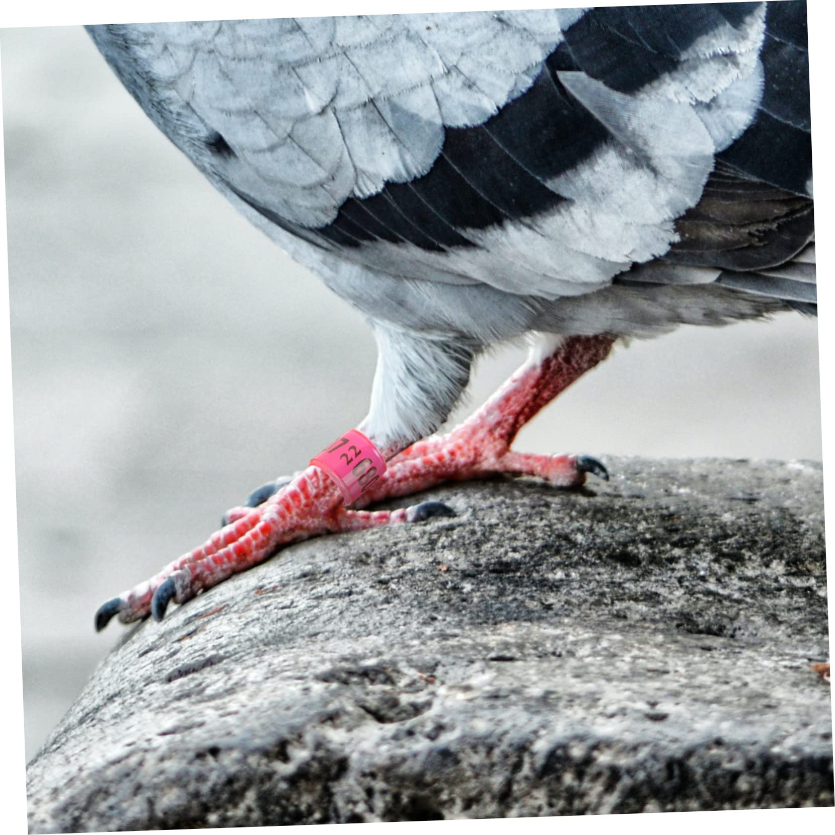 BESPORTBLE 300pezzi Anelli Identificativi Alluminio per Piccioni e Uccelli Fasce Colorate per Allenamento e Monitoraggio per Pappagalli e Pollame