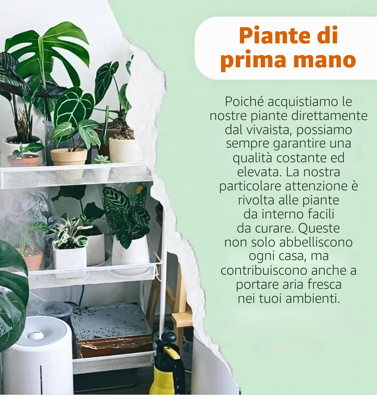 Set di 3 piante "erba gatta", +/- 20 – 30 cm, vaso dal diametro 10 – 15 cm, 3x erba gatta per casa e ufficio, atossica e adatta agli animali, qualità dal professionista delle piante, spedizione rapida