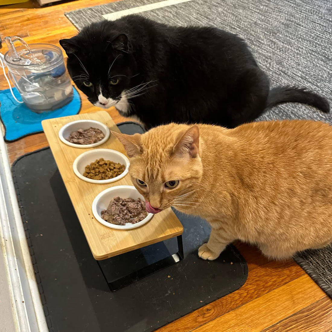 Amazon | HeGeed 猫 食器 ネコボウル ねこエサ入れ 猫用ボウル