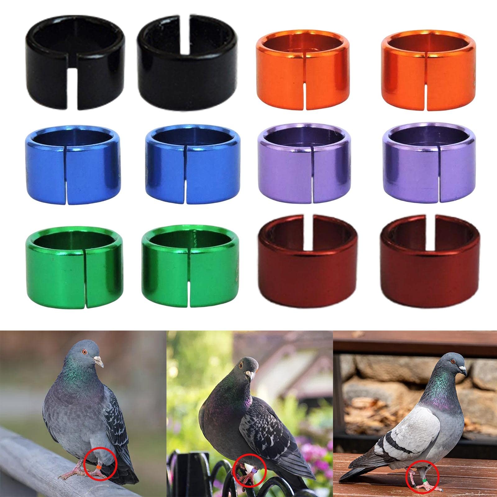 Identyfikacja za pomocą obrączek na nogi ptaków, Obręcze na nogi gołębi Wielokolorowe aluminium 12/24/60 szt. Dla ptaków Drób(5 set of12PCS Multicolor)