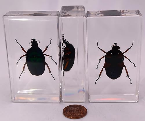 Miniatura 25 de Escarabajo de algodoncillo azul cobalto real de 1.732 in en espécimen de resina de lucita cristalina, insectos, insectos preservados, colección