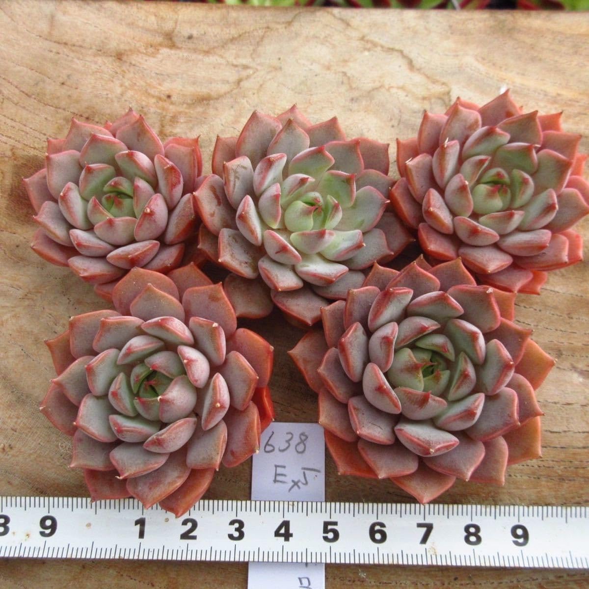 多肉植物　アンバーローズ　韓国苗 多肉植物 アンバーローズ 韓国苗 多肉植物 pariʚ