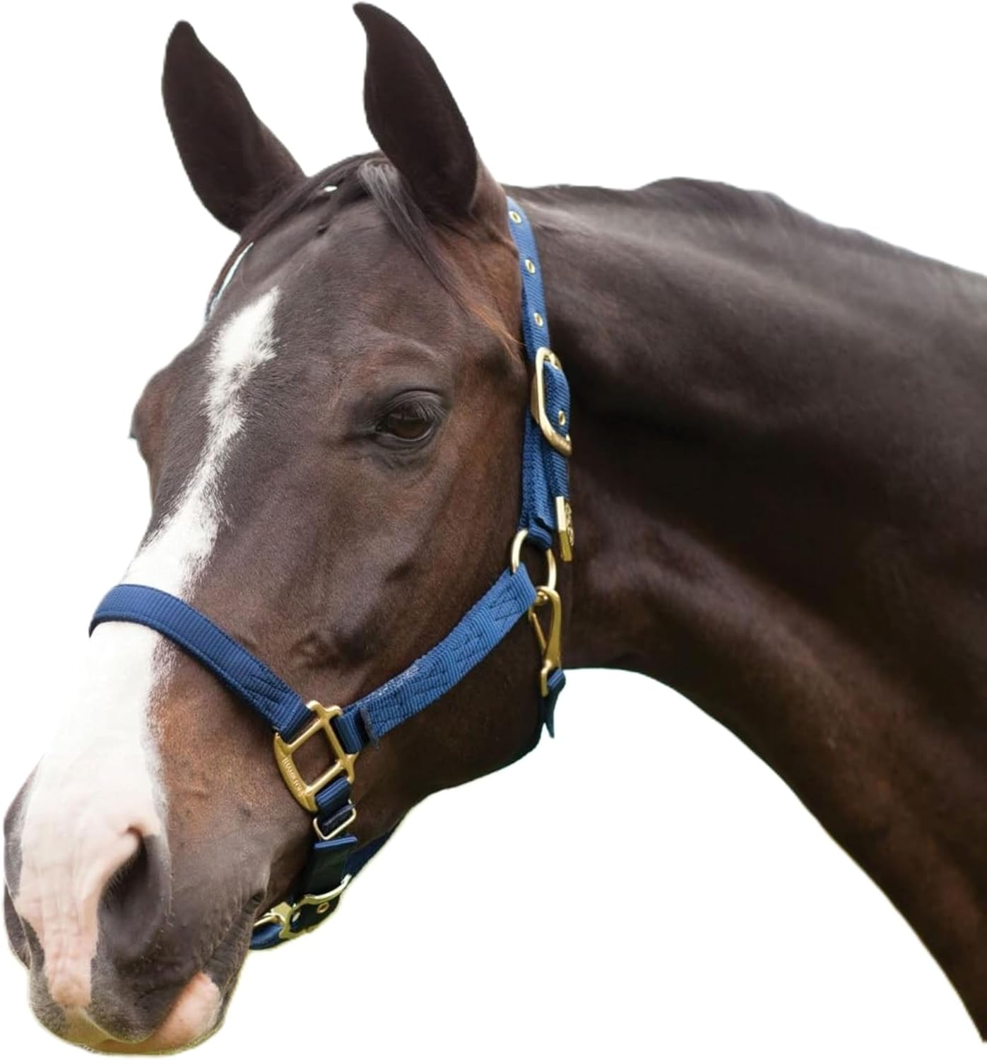 Hamilton Deluxe Horse Halter, 1" Triple Ply Nylon, Adjustable Chin Strap, Easy On/Off Throat Snap, Average Horse, Arabian, or Yearling Draft, 800-1100 lbs, Navy Blue