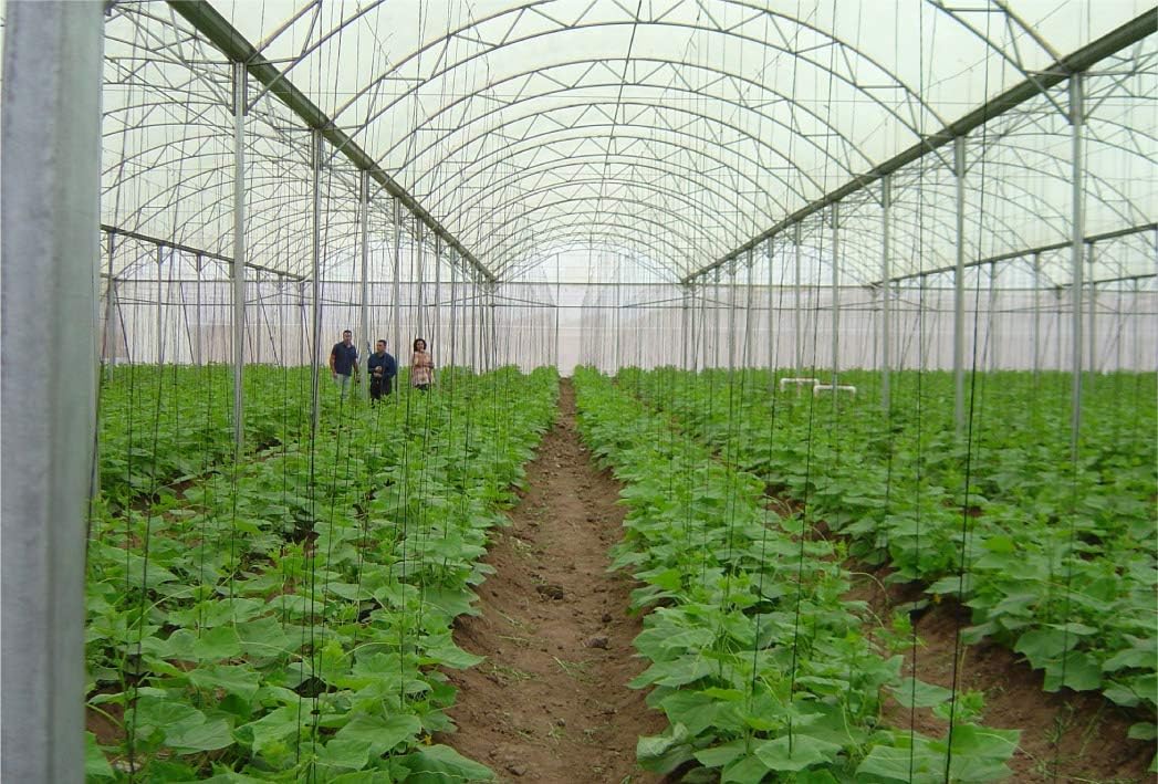 GT4 6 Mil Uv Treated Standard Clear Greenhouse Film, 36' Wide X 75' Long
