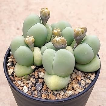 【クマクマ様向け】パキポディウム エブレネウム自宅採種 種子　100粒 クマクマ様向け】パキポディウム エブレネウム自宅採種 種子 100