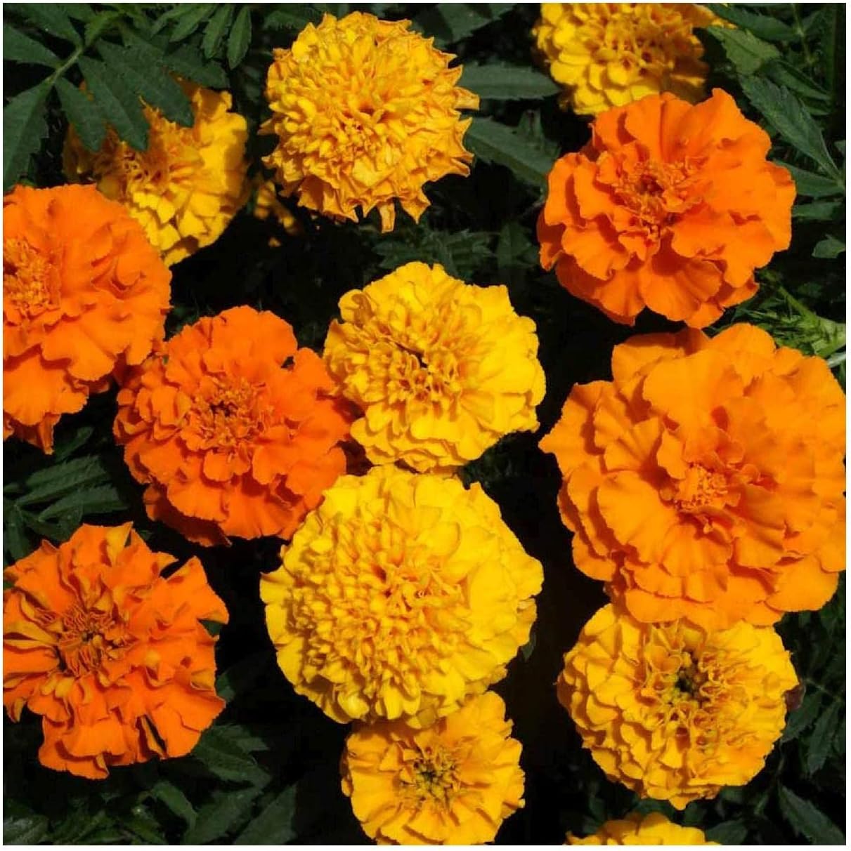 Everwilde Farms - 1 Lb Petite Mix French Marigold Wildflower Seeds - Gold Vault