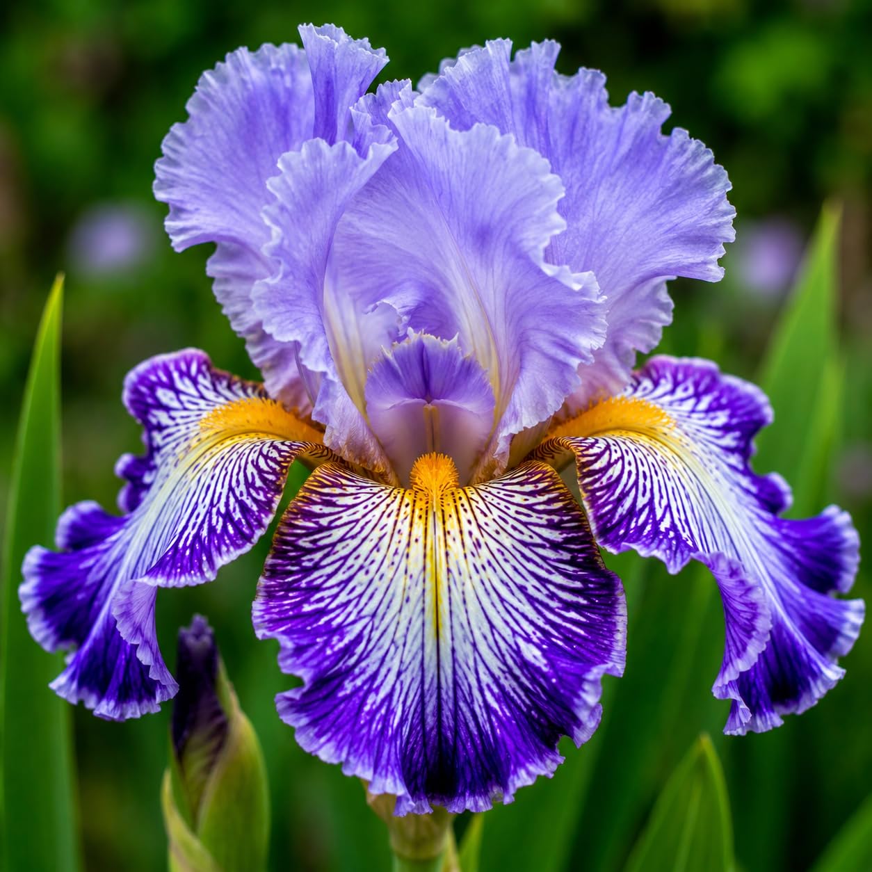 Iris Butterfly - Pack of 5 - Healthy & Fresh Flower Bulbs-image-24
