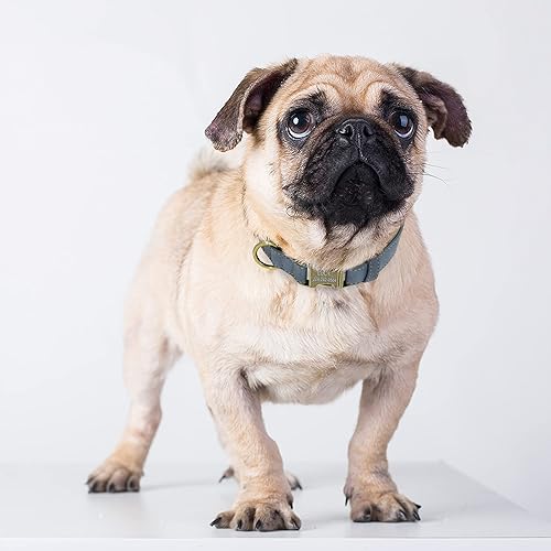 Miniatura 5 de PET ARTIST Collar de cuero para perro niño, collar de perro resistente con cierre de metal ajustable a prueba de óxido, para perros pequeños,