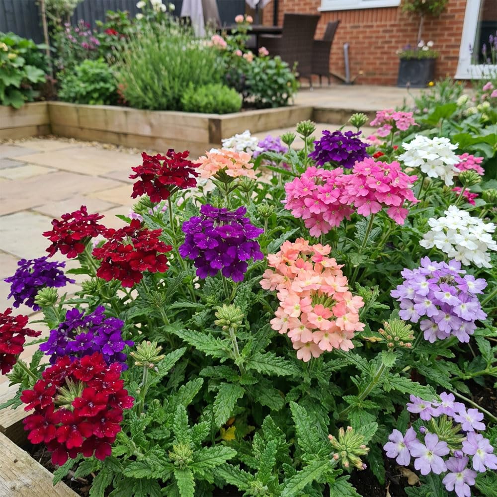 Verbena Seeds – Grandiflora Multicolor Mix – Vibrant Summer Bedding Flowers – Ideal for Borders, Containers & Hanging Displays – Long Flowering & Pollinator Friendly