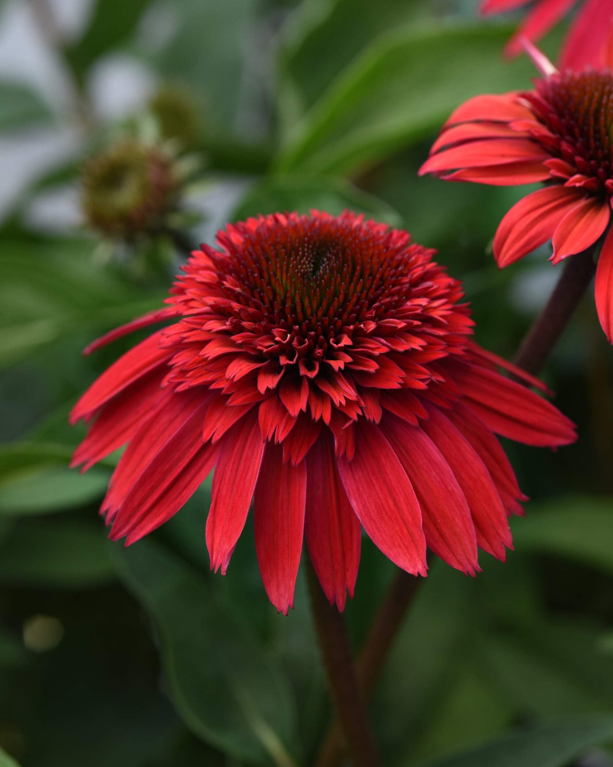 Perennial Farm Double Scoop Strawberry Deluxe