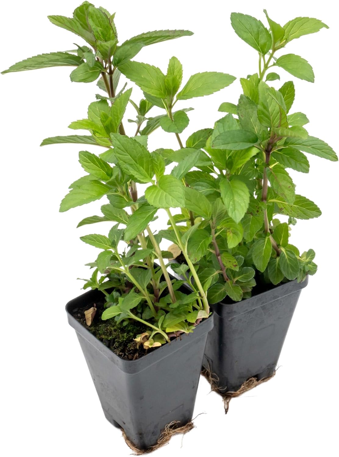 6 Chocolate Mint | Live Plants in 2.5-inch Nursery Cubes | Mentha x piperita f. citrata Chocolate Variety | Easy-Care Perennial with Green-Purple Foliage | Fragrant Flavorful Herb for Home and Garden