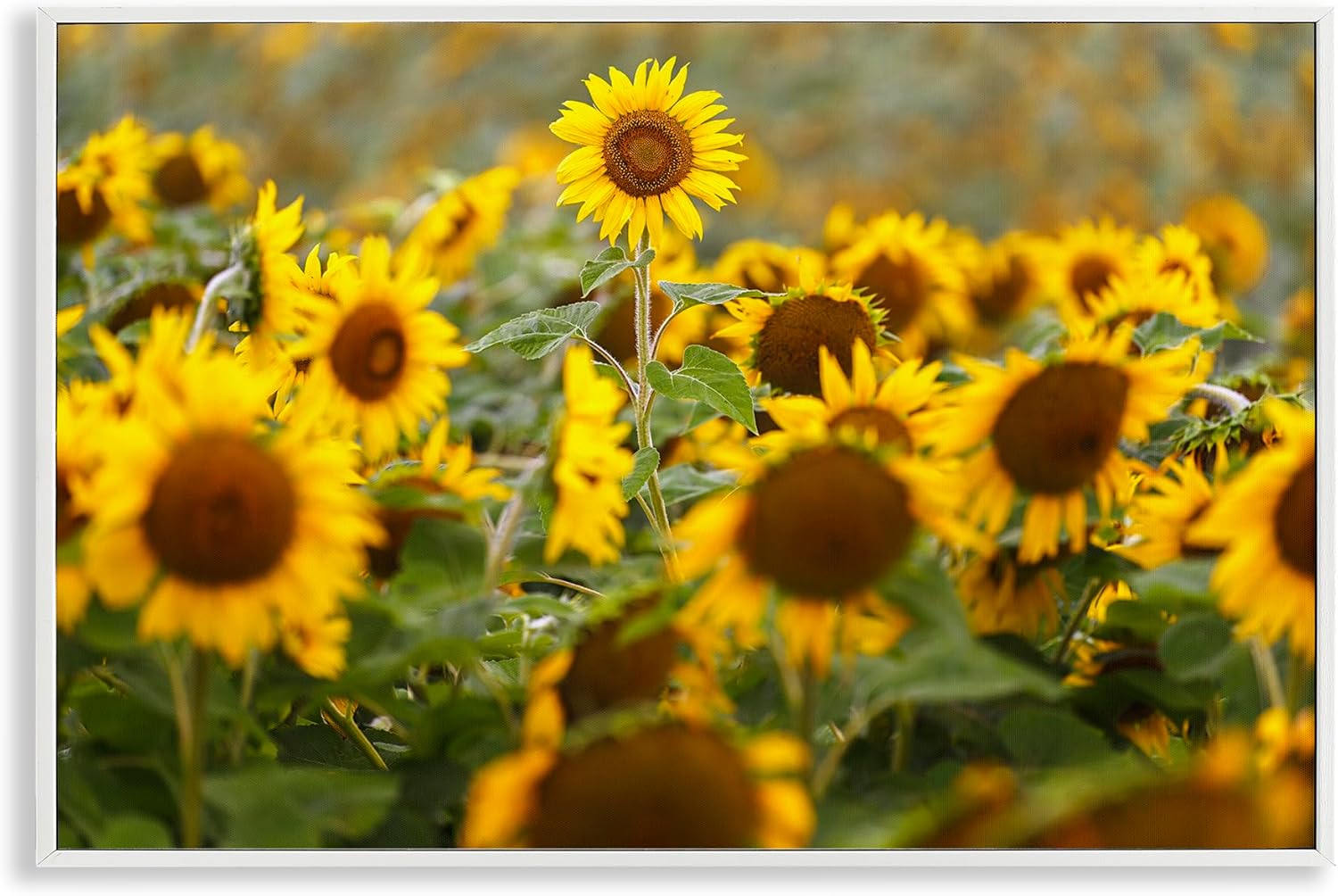 Stupell Industries Central Sunflower in Meadow White Framed Giclee Art, design by Andy Crawford, 12 x 18