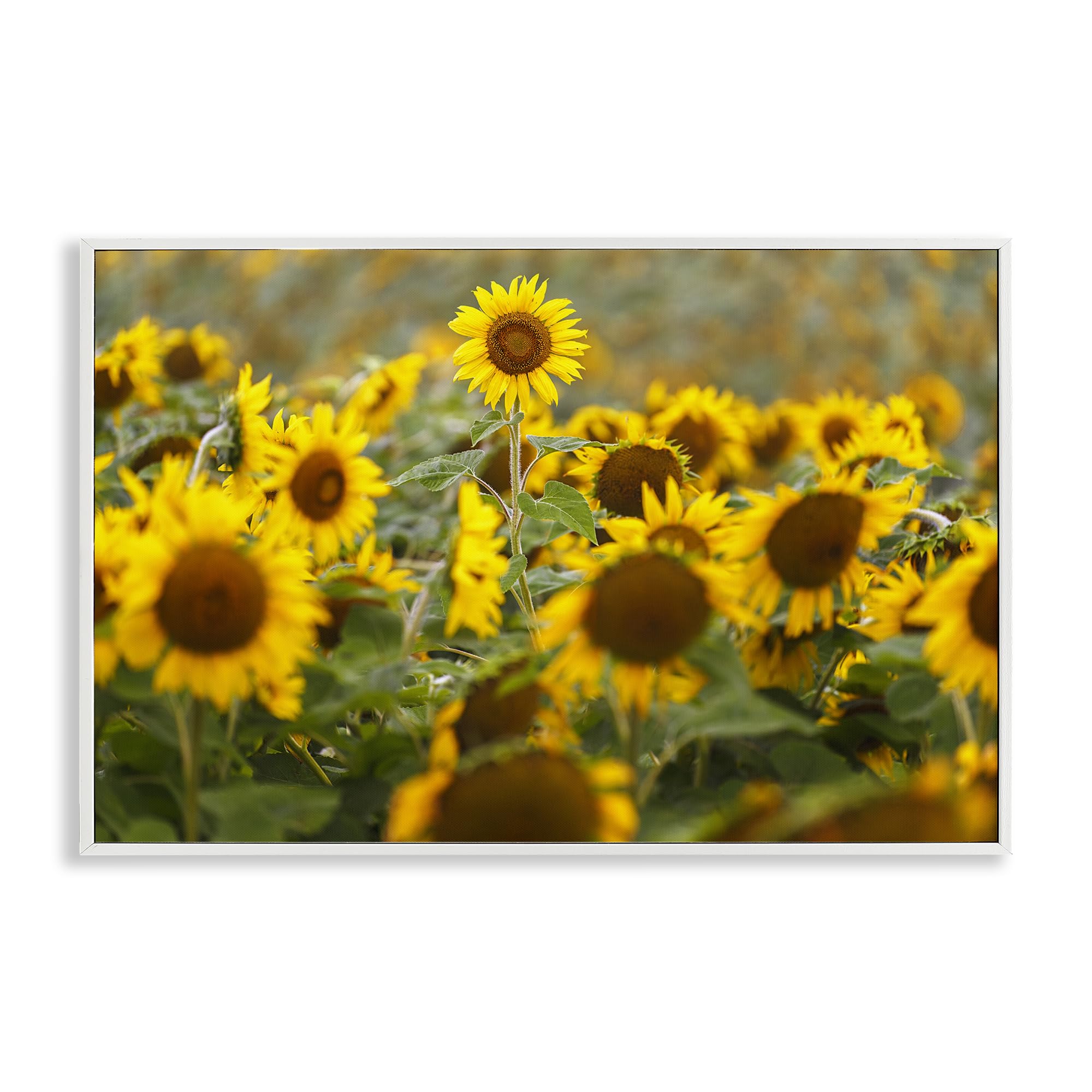Tournesol central tableau prairie pour illuminer un salon lumineux