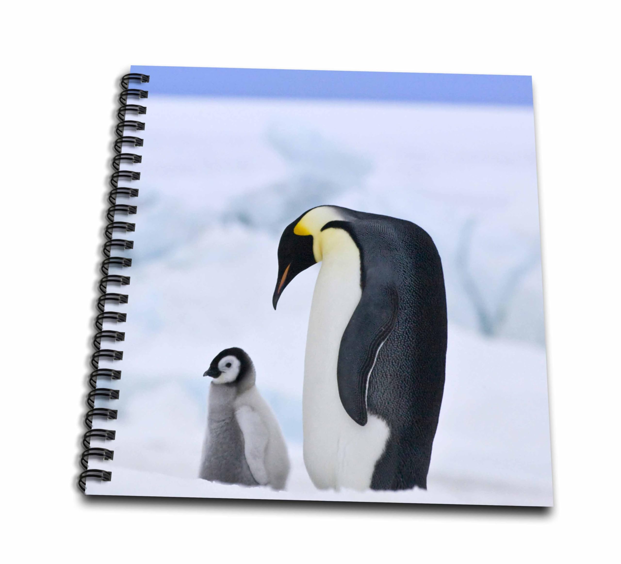 Amazon.co.jp: 3dRose db_74190_1 皇帝ペンギン スノーヒル島 南極AN02