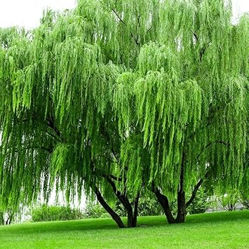 30Pcs Weeping Willow Tree Seeds for Planting - Fast-Growing Shade & Privacy Screen, Non-GMO Heirloom Plant Seeds Garden Outdoor