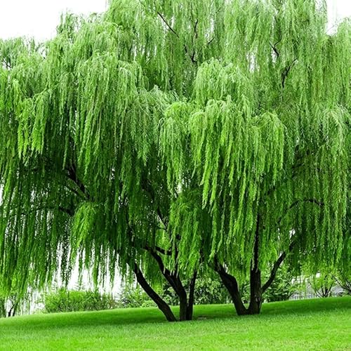 30Pcs Weeping Willow Tree Seeds for Planting - Fast-Growing Shade & Privacy Screen, Non-GMO Heirloom Plant Seeds Garden Outdoor