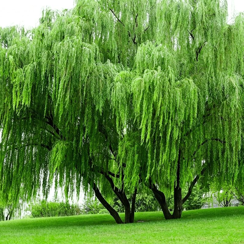 30Pcs Weeping Willow Tree Seeds for Planting - Fast-Growing Shade & Privacy Screen Non-GMO Heirloom Plant Seeds Garden Outdoor