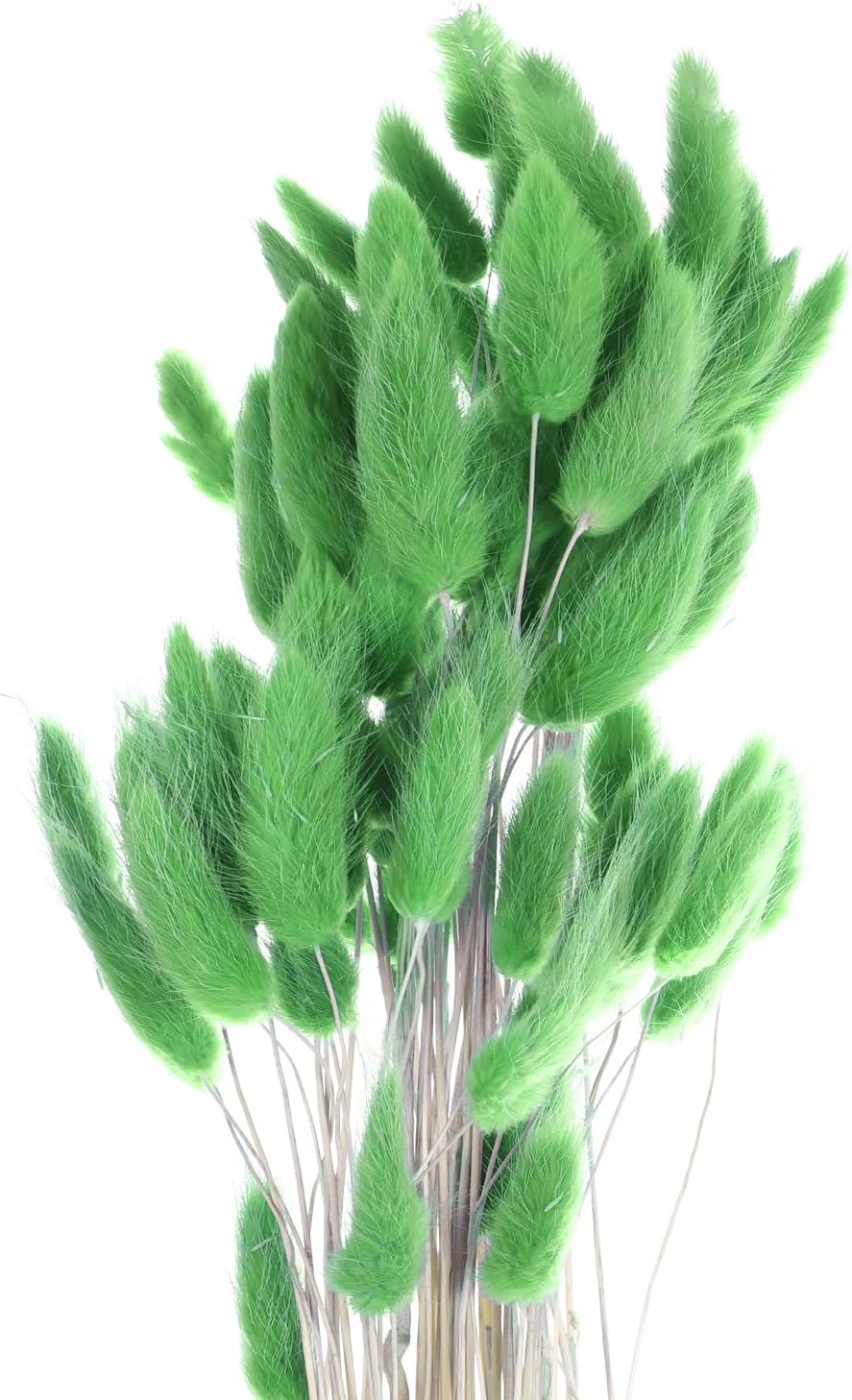 MECCANIXITY 60pcs Natural Rabbit Bunny Tails Dried Flowers 24" Mini Pampas Grass Lagurus Ovatus Bunch for Floral Wedding Decor Christmas, Dark Green