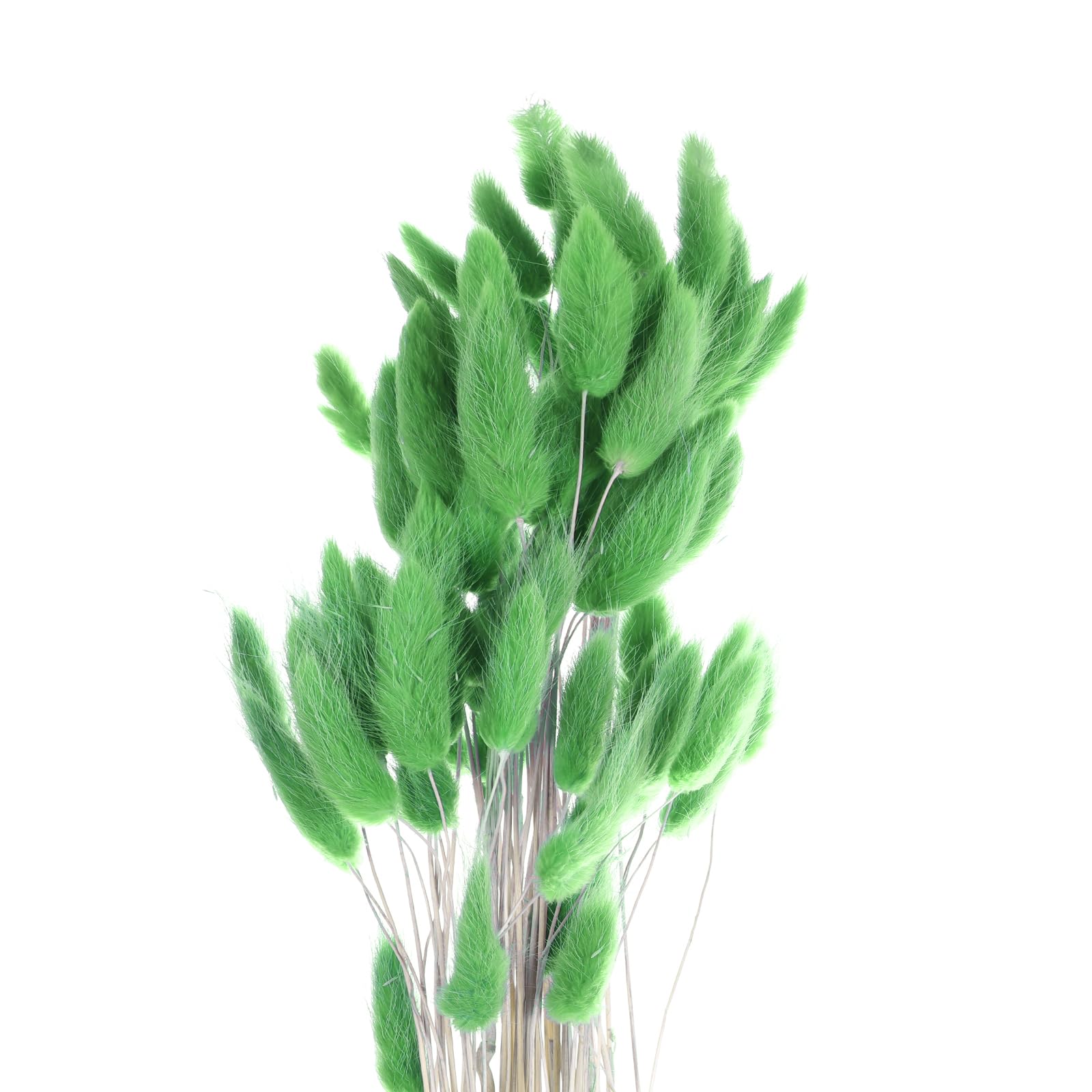 Herbe de Pampa Lagurus Ovatus vert foncé pour votre décoration de mariage bohème
