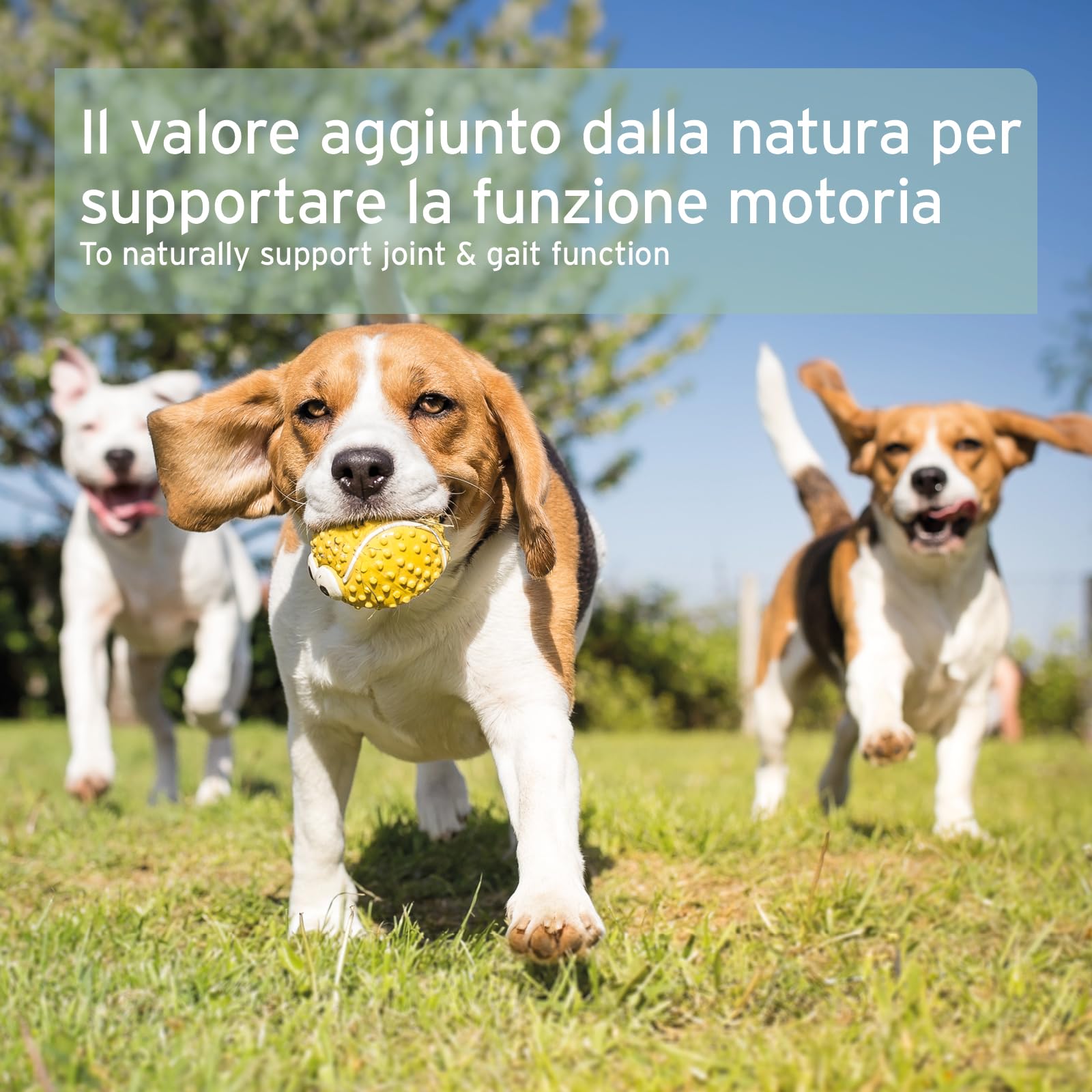 AniForte Polvere di cozze dalle Labbra Verdi per Cani e Gatti 250g – Integratori naturali in qualità di Grasso Completo, glicosaminoglicani, supporta le funzioni articolari