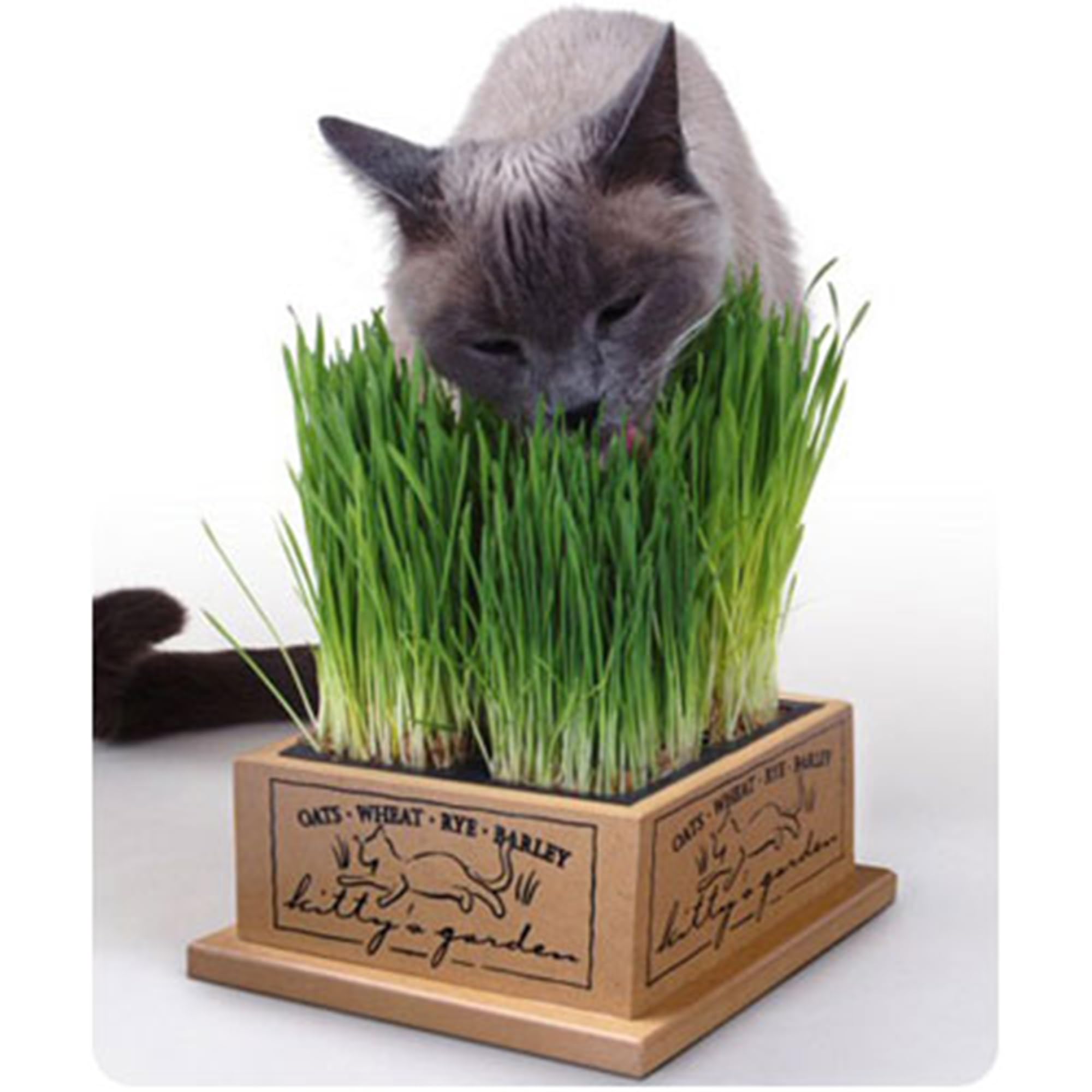 Amazon.com: SmartCat 3844 Kitty's Garden Edible Grass Planter