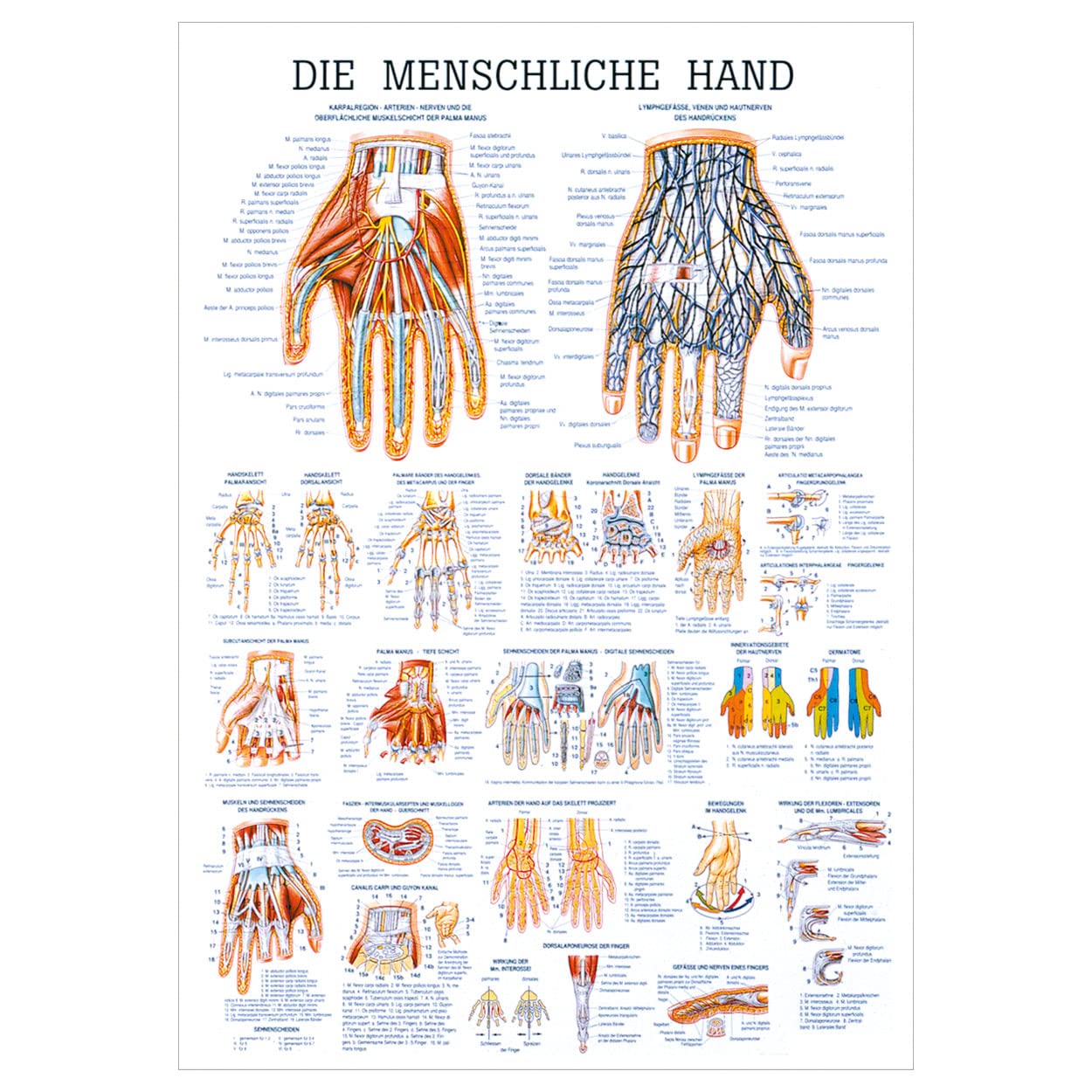 Lehrtafel - Bilder, Poster, Kunstdrucke Skulpturen Nicht Laminiert