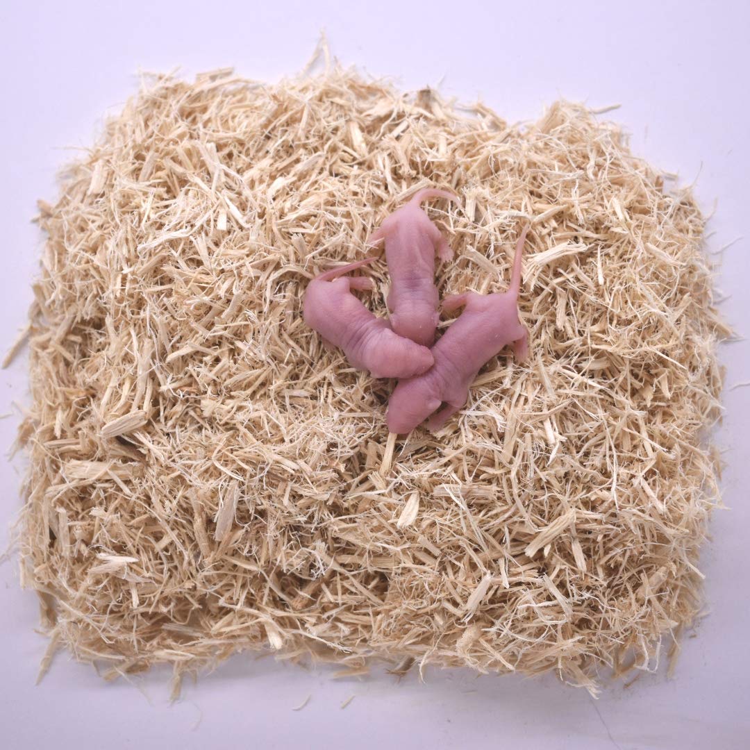 MiceDirect 75 Large Pinkie Mice Pack of Frozen Large Pinkie Feeder