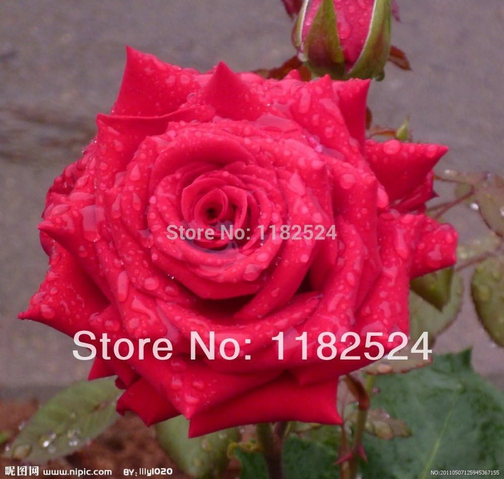 100 SEEDS RED ROSE SEEDS Bonsai Flower Plant Seeds