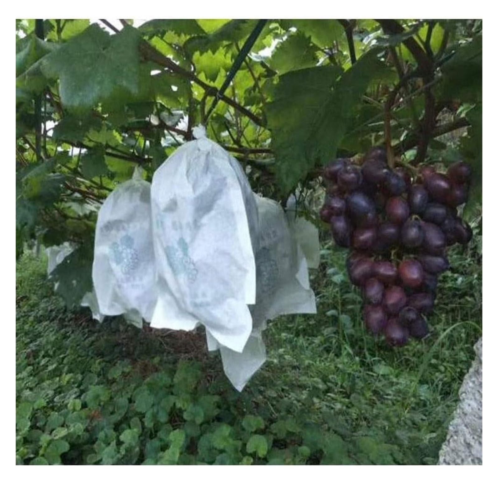 Bolsas Protectoras contra Insectos para Uvas, Bolsa de protección for huertos, Verduras, Uvas, Manzanas y Frutas, 20 x 28 cm, 30 38, 50 Unidades por Lote(30X38CM)