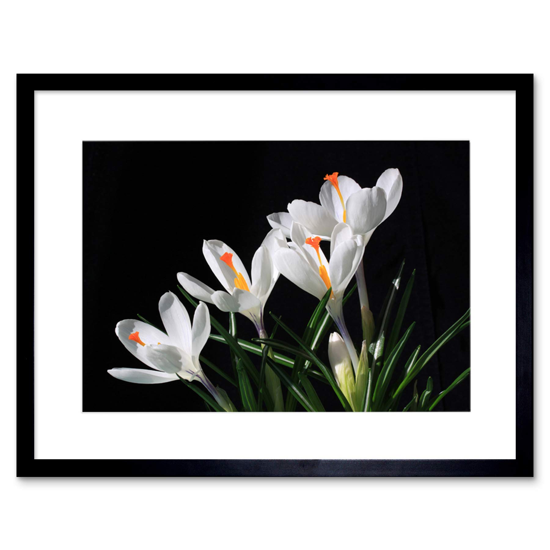 Wee Blue Coo WHITE FLOWERS OPEN BLOOM SPRING BLACK FRAME FRAMED ART PRINT PICTURE B12X8855