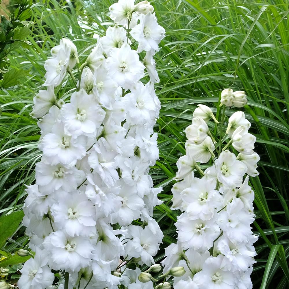Delphinium Galahad Seeds – Stately Spires to Create an Eye-Catching Feature – RHS Plants for Pollinators – Hardy Perennial – for Your Beautiful Garden