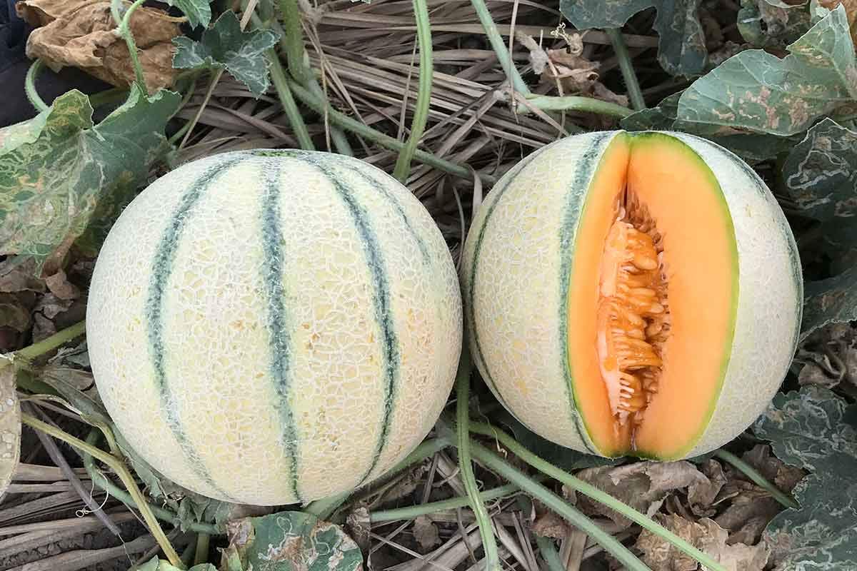 SHOP 360 GARDEN Hybrid Muskmelon Vegetable Seeds for growing - Pack of 50 Seeds (B07VN8W7YC) Amazon Price History, Amazon Price Tracker