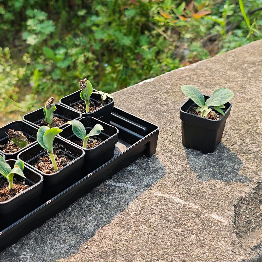 BangQiao 200 Pack 1.95 Inch Tiny Black Plastic Square Nursery and Seedling Pot, Mini Transplant Seed Starter Planter with Drain Hole for Germination, Herb, Succulent