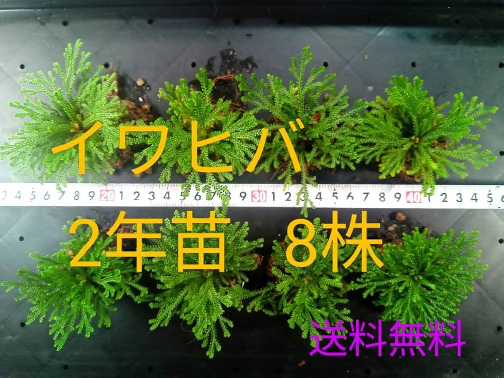 岩ヒバ　　50年以上経っています。 まっちー 岩ヒバ 50年以上経っています。 まっちー