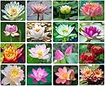 30PCS Bowl Lotus Seeds Bonsai Lotus Seeds for Planting Water Lily Flower Aquatic Plants Seed Pond Plants Non GMO Home Garden Plant Seed Flowering Aquatic Bonsai Plant (Nelumbo)